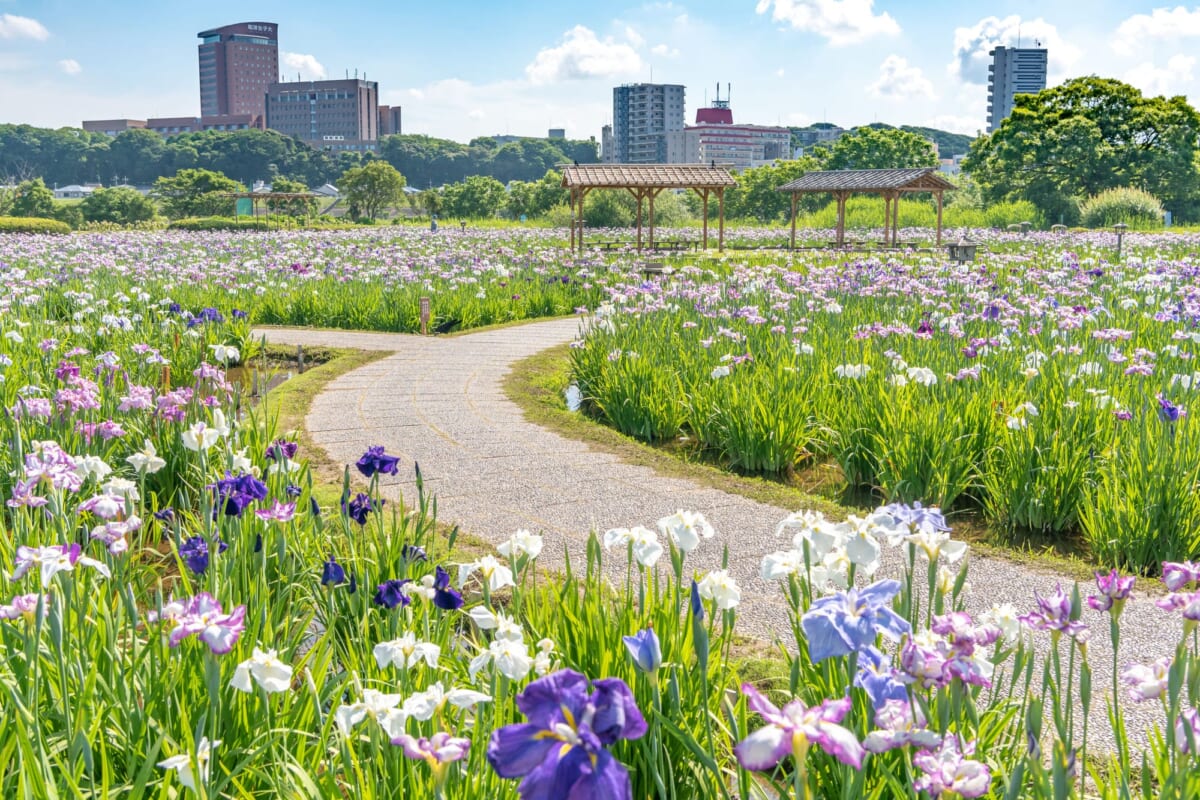 小岩菖蒲園