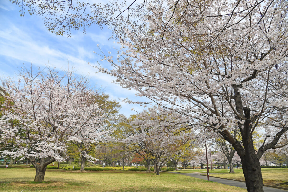 亀戸中央公園